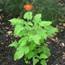 Mexican Sunflower